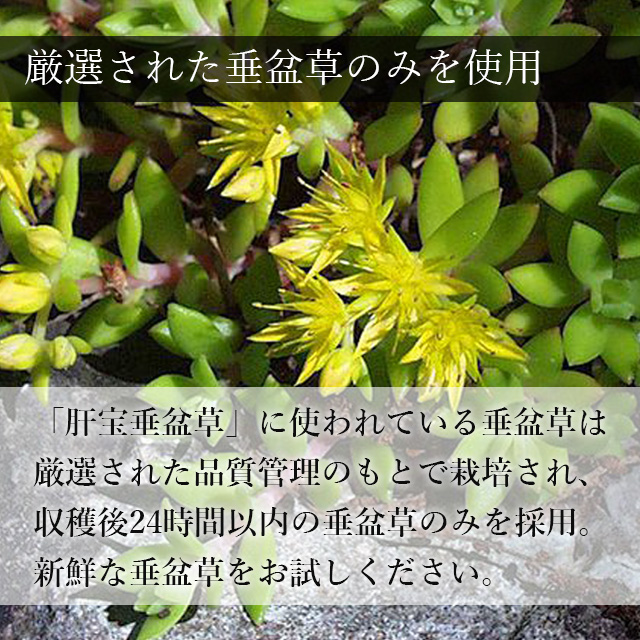 肝宝垂盆草